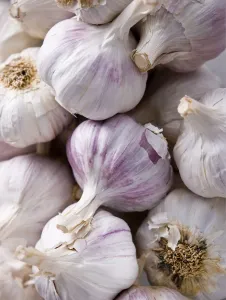 Savory Prints: Lots of garlic bulbs credit: Marie-Louise Avery / thePictureKitchen / TopFoto