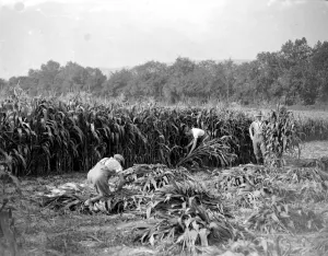 Farm Prints: Maize harvesting at Farningham, Kent. 1934