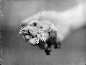 Making use of mother. Baby Flying Opossum make their first appearance at London Zoo