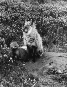 Animal Antic Prints: Male Red fox with pups ?TopFoto