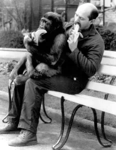 Bench Prints: Man with chimpanzee sitting on his lap, both eating bananas