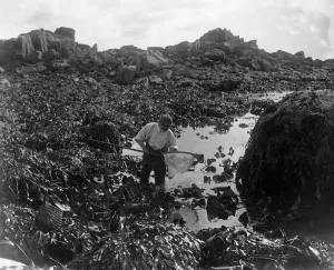 Ocean Prints: A man fishing for ormers or abalone (shellfish) with his net along the seashore in