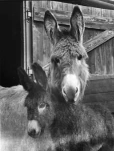 Cute Prints: Man Friday Friday is a male foal born to Fanny, his Mother, on Stonehouse Farm