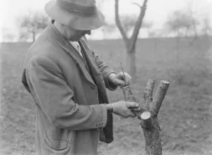 A man grafting apple trees. 1939