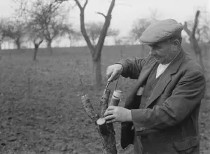 Knife Prints: A man grafting apple trees. 1939