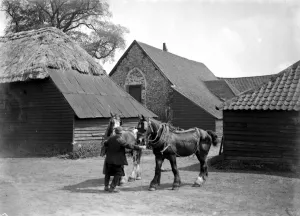 Rural Scene Prints: Man holding two shire horses in front of a Barn Church. 1934