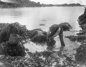 Seaweed Prints: A man looking for ormers or abalone (shellfish) along the seashore in the Channel Islands