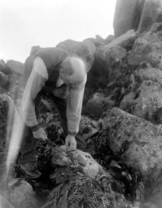 A man looking for ormers or abalone (shellfish) along the seashore in the Channel Islands