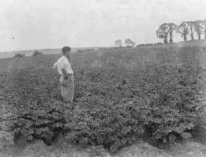 Crop Prints: A man looks out over the growing potatoes. 1937