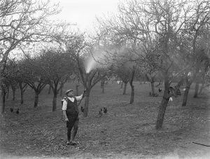 Chickens Prints: A man sprays a fruit trees against pests and disease. 1935