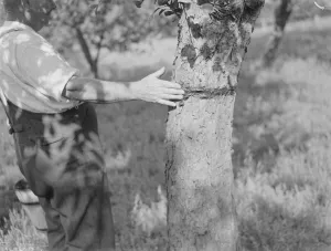 A man is stickybanding a fruit tree to prevent insects from crawling up it