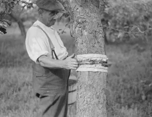 Fruit Prints: A man is stickybanding a fruit tree to prevent insects from crawling up it