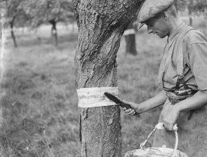 A man is stickybanding a fruit tree to prevent insects from crawling up it