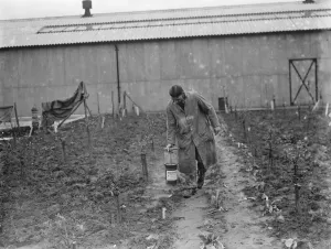 Pest Control Prints: A man using Handimac ultraviolet ray light for killing bugs at the East Malling Research