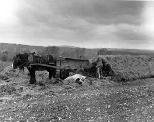 Mangolds being unclamped on T and J Yeatmans farm at Melbury Sampford Dorest. May 1950
