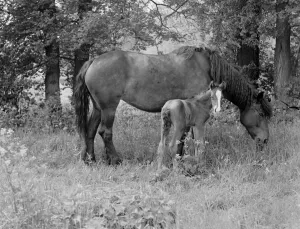 A mare with her colt. 1937