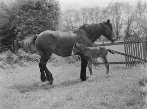 Farm Prints: A mare with her colt. 1937