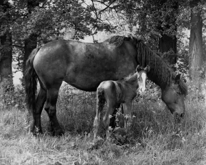 Natural Prints: Mare and Foal Animal Misc