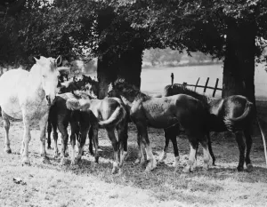 A mare and foals in Farningham, Kent. 1939