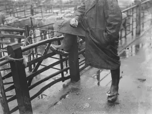 Market personality. 1936