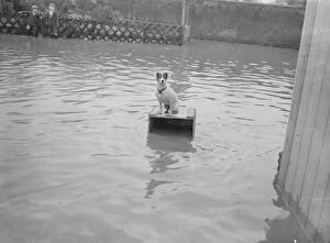 Cute Collection: Marooned in flooded Kent. A dog takes refuge from the Kent floods, near Yalding