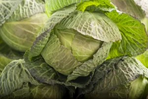 Healthy Prints: Massed green cabbages credit: Marie-Louise Avery / thePictureKitchen / TopFoto