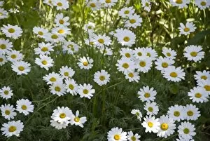 Daisies Collection: Massed white diaises in border of country garden, Kent UK. May. credit: Marie-Louise