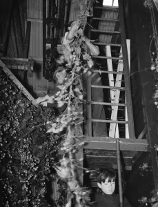 Farmer Prints: McConnel hinds, feeding bines into the machine. 1937