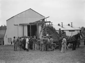 Fruit Prints: McConnel hinds, hop picking machine. 1937
