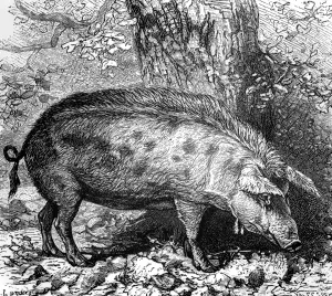 England Prints: Medieval Pig which used to roam the woodlands of weald Wild boar