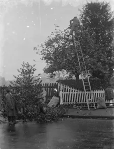 Ladder Prints: Men cutting holly at Chislehurst, Kent. 1935