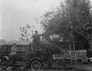 Ladder Prints: Men cutting holly for Christmas at Chislehurst, Kent. 1935