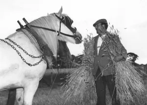 Harvest Prints: Men followed the machine to prop up the bound sheaves in stooks or shocks or dry