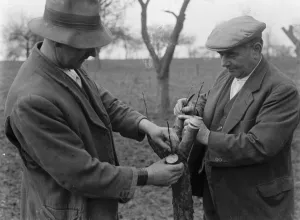 Men grafting apple trees. 1939