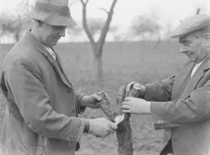 Knife Prints: Men grafting apple trees. 1939