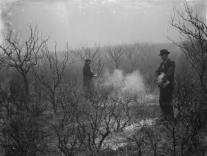 Farm Workers Prints: Men spraying a fruit orchard. 1935