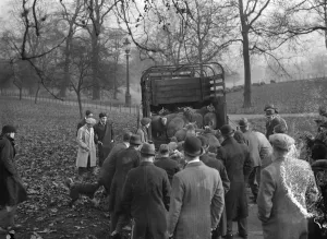 Not a merry christmas for the Hyde Park sheep