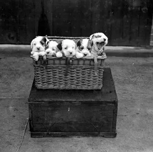 Dogs Collection: Midland Sealyham Clubs Show at Rugby. A basket full of pups. 21 May 1924