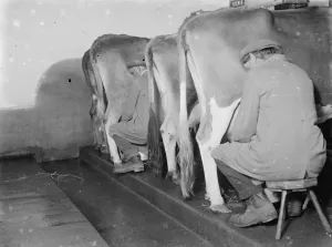 Farmers Prints: Milking cows. 1937