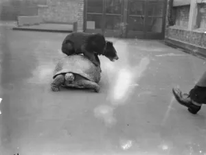 Where is Minnie ? Off for a ride on Moocher. Bear and tortoise are close friends