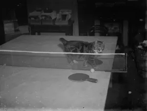 Minnie and Parson play ping pong. 1935