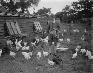 Farmer Prints: Miss Foster winner of Kings prize at Bisley at home of her chicken farm. 21 July 1930