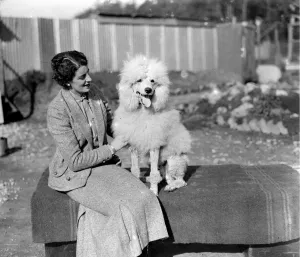 At Miss Lane?s Poodle Kennels, South Lodge, Buchan Hill, Crawley, Sussex Miss Lane