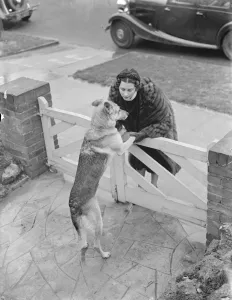 Miss Muriel Oxford is welcomed to the gate by an excitable dog. 1937