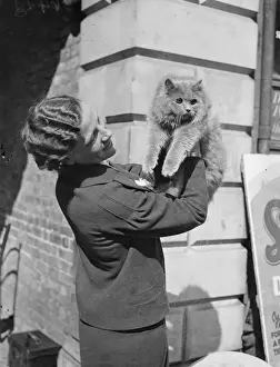 Miss Nan Parsons with Mrs Kings Blue Persians student Prince. Young aristocrats