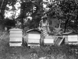 Actress Prints: Miss Sylvia Caine, the cinema star, tending her bee hives at her home at Worcester Park