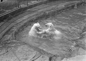 Animals Prints: Mixed bathing at the Zoo Polar bears play Get out or Get Under The beginning