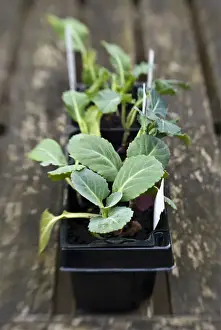 Mixed brassica seedling in compost waiting to be planted in vegetable plot. credit