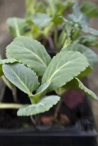 Gardens Prints: Mixed brassica seedling in compost waiting to be planted in vegetable plot. credit
