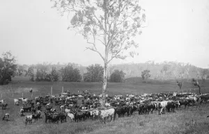 Mob of store cattle at Brisbane. 23 March 1923
